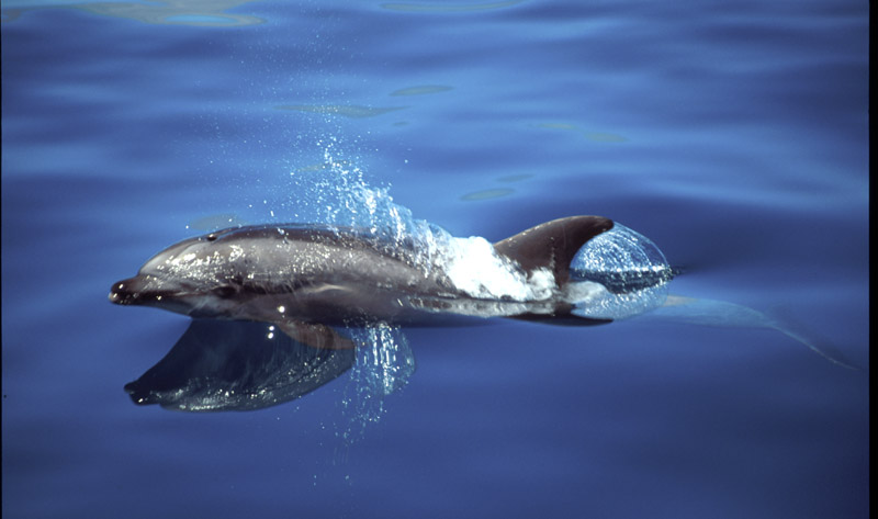 Bottlenose Dolphin* by Jeff Hall