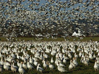 Snow Geese Swarm