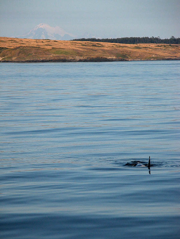 Mt. Baker & Orca 04071652