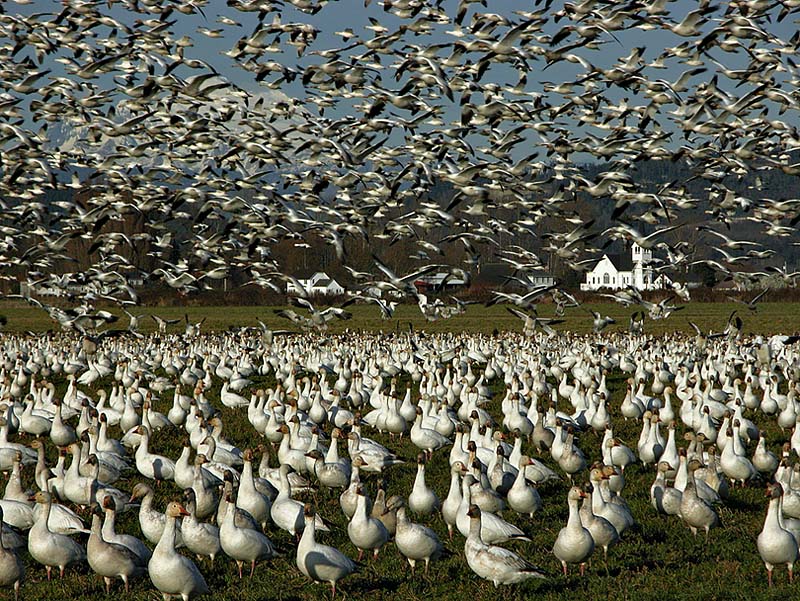 Snow Geese Swarm