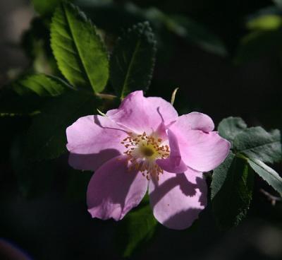 Wild Prickly RoseCanada