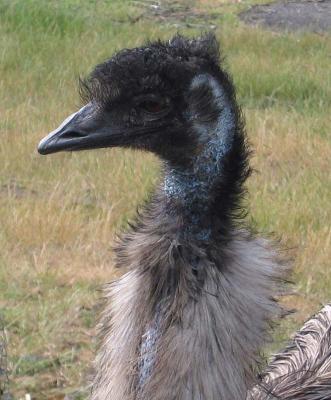 Old Man Emu *