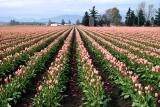 Fields of Tulips<BR>The Netherlands