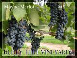 <B>Maybe Merlot</b> *