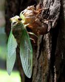 Emerging Cicada*