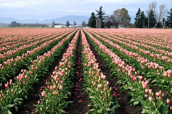 Fields of Tulips<BR>The Netherlands