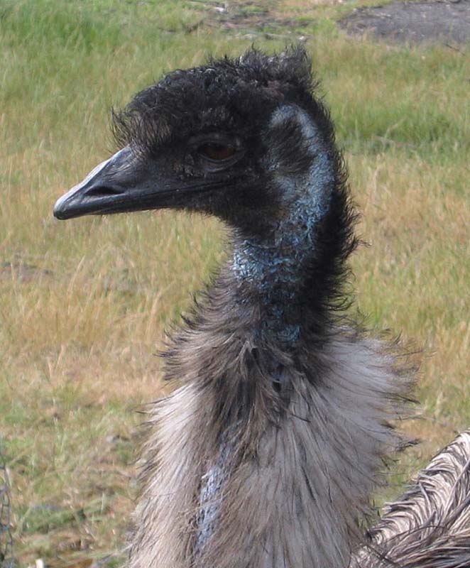 Old Man Emu *
