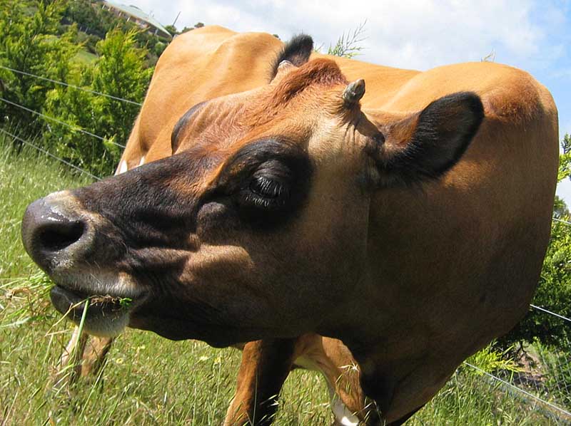 Island cow *