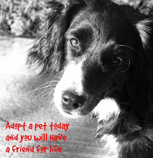 <b>Adopt *</b>