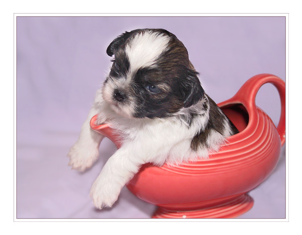 Siesta Ware (*)