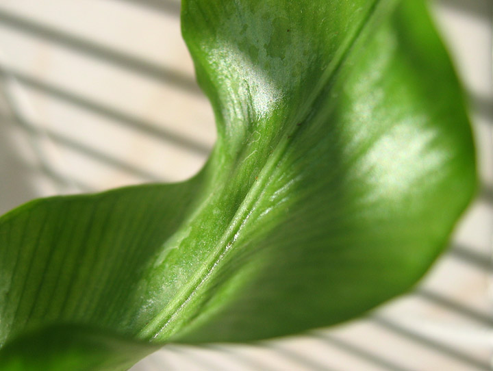 Green twist*