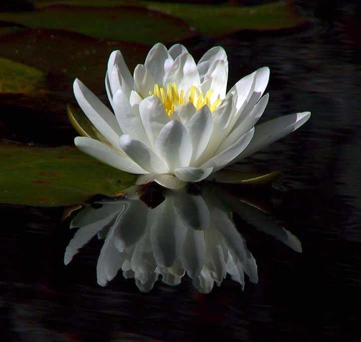Water Lily