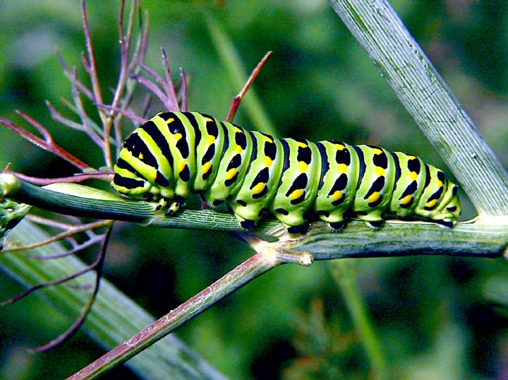 Catapillar