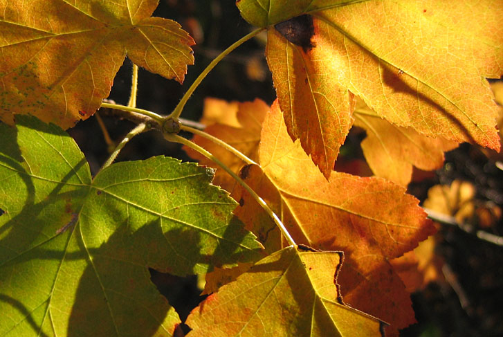 Just another one leaf*