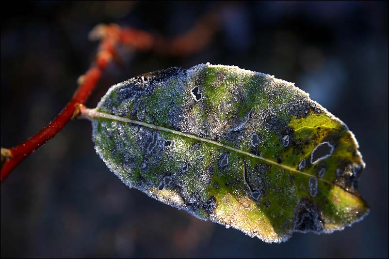 Frosted Leaf