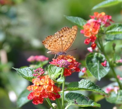 Butterfly3.jpg