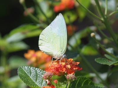 Butterfly4.jpg