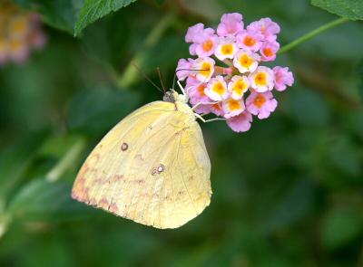 Butterfly5.jpg