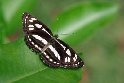 Butterfly6.jpg