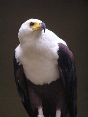  Eagle, Antwerp Zoo