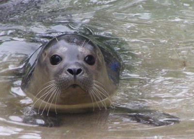 Common Seal , Antwerp Zoo