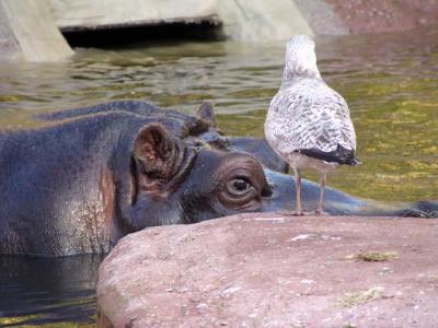 Hippo and Friend, Antwerp Zoo