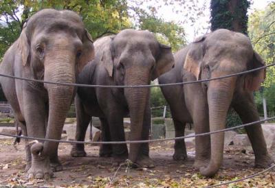 elephants, Antwerp Zoo
