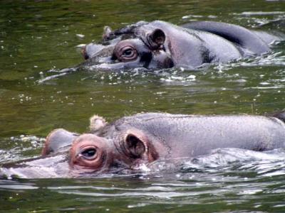 Hippos, Antwerp Zoo