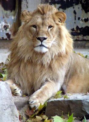 Lion, Antwerp Zoo