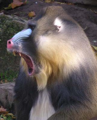 Mandrill, Antwerp Zoo