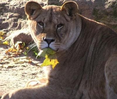 Lioness with leaf, Antwerp Zoo