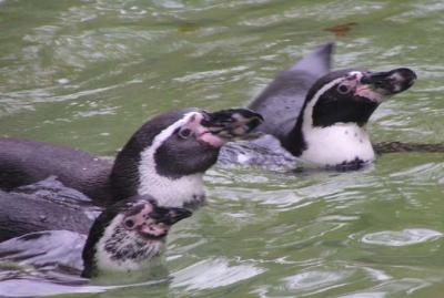 Humbolt Penguins, Antwerp Zoo