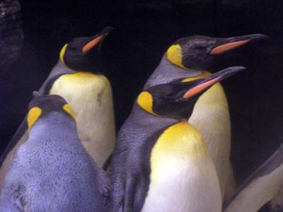 King Penguin, Antwerp Zoo