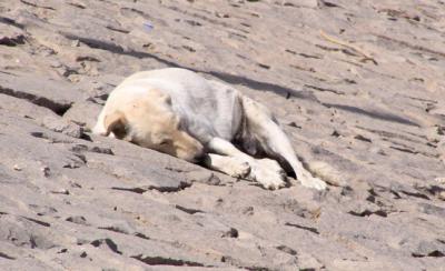 Dogs are a common sight while visiting the temples.