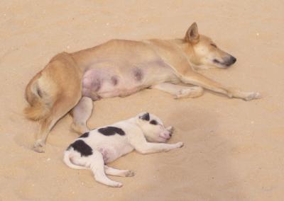 Dogs.2 Time out from a busy day of guiding tourists.