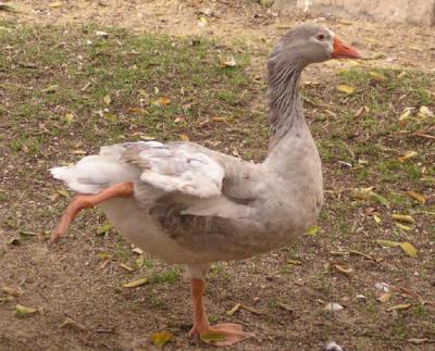 Birds.  Geese at Sheraton Luxor.