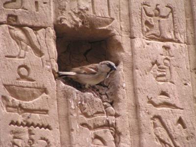 Birds  Egyptians were superb natural historians and documented wildlife on the walls of tombs and temples.