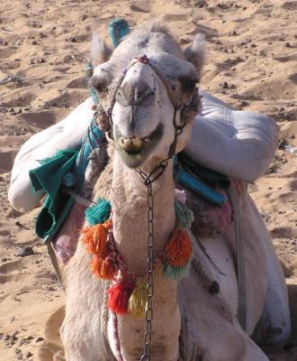 Camel Ride.4   I'm ready for my glamour shot!