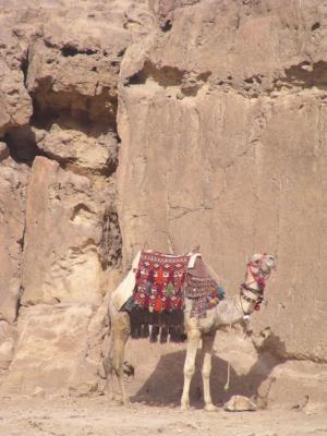 Camel at the Pyramids.