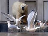 Bear and Gulls, Antwerp Zoo