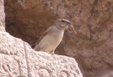 Bird building a nest at Luxor.