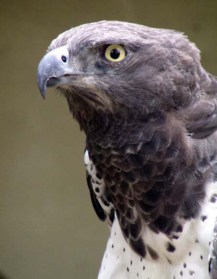 Antwerp Zoo