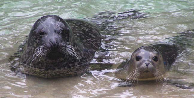 Common Seal, Antwerp Zoo