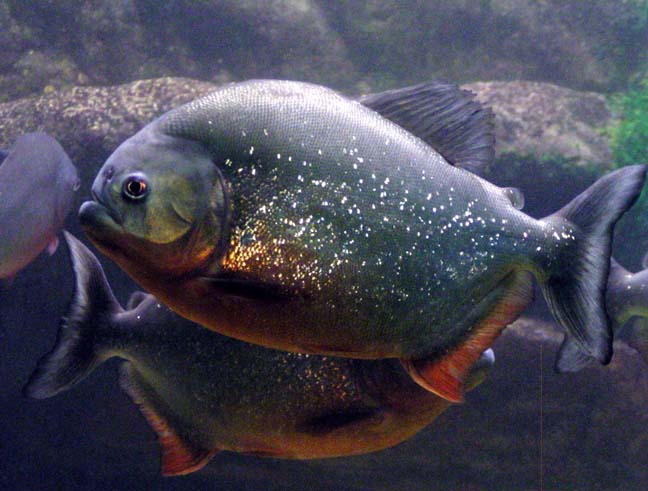 Red Piranha, Antwerp Zoo