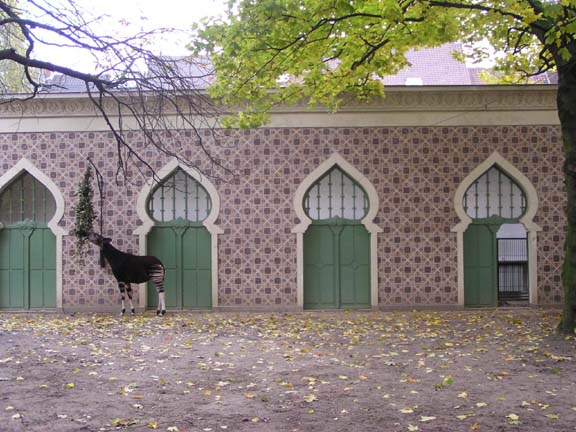 Okapi Exhibit,, Antwerp Zoo