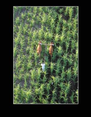 Field Work
