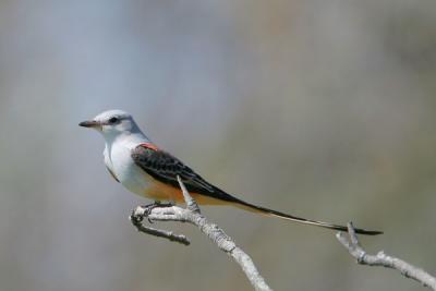 Scissor-tailed Flycatcher