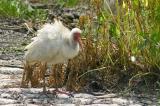 White Ibis