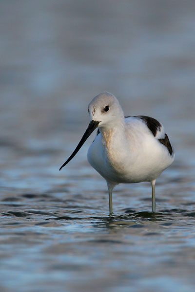 American avocet