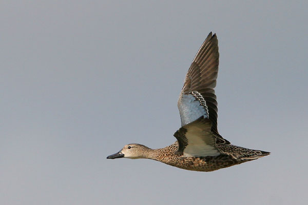 Blue-winged Teal